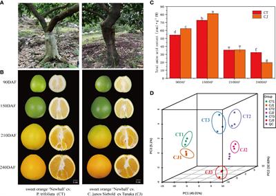 Transcriptome and UPLC-MS/MS reveal mechanisms of amino acid biosynthesis in sweet orange ‘Newhall’ after different rootstocks grafting